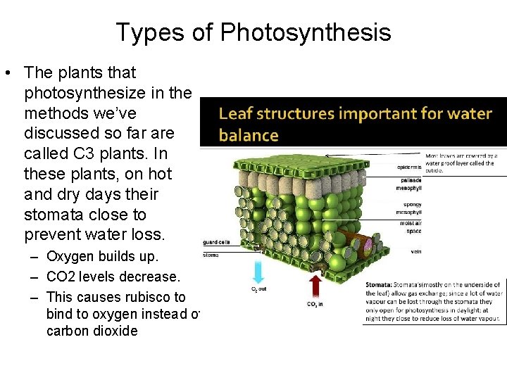 Types of Photosynthesis • The plants that photosynthesize in the methods we’ve discussed so