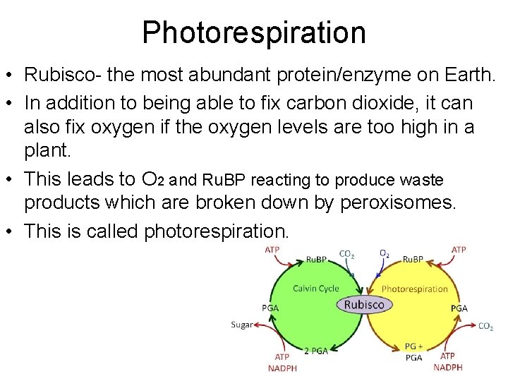 Photorespiration • Rubisco- the most abundant protein/enzyme on Earth. • In addition to being