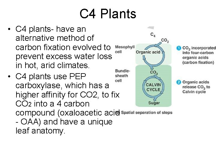 C 4 Plants • C 4 plants- have an alternative method of carbon fixation