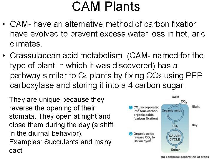 CAM Plants • CAM- have an alternative method of carbon fixation have evolved to