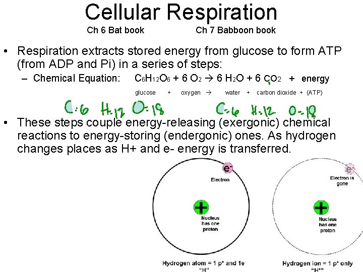 Cellular Respiration Ch 6 Bat book Ch 7 Babboon book • Respiration extracts stored