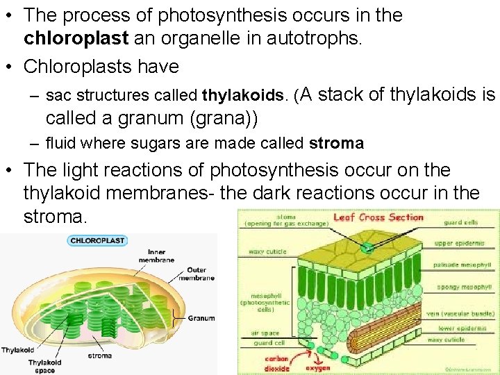  • The process of photosynthesis occurs in the chloroplast an organelle in autotrophs.