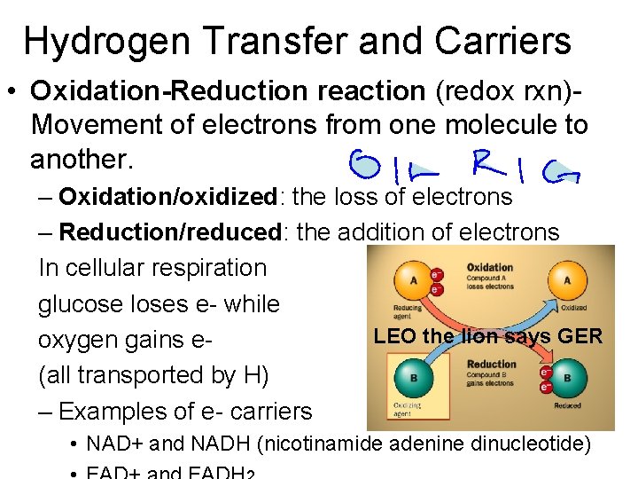 Hydrogen Transfer and Carriers • Oxidation-Reduction reaction (redox rxn)Movement of electrons from one molecule Hydrogen Transfer and Carriers • Oxidation-Reduction reaction (redox rxn)Movement of electrons from one molecule