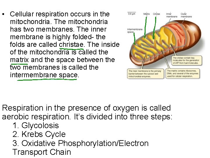  • Cellular respiration occurs in the mitochondria. The mitochondria has two membranes. The