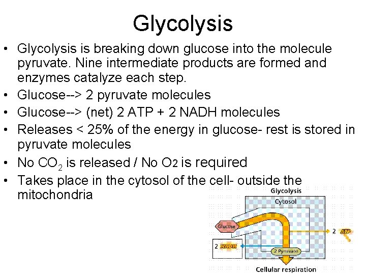 Glycolysis • Glycolysis is breaking down glucose into the molecule pyruvate. Nine intermediate products