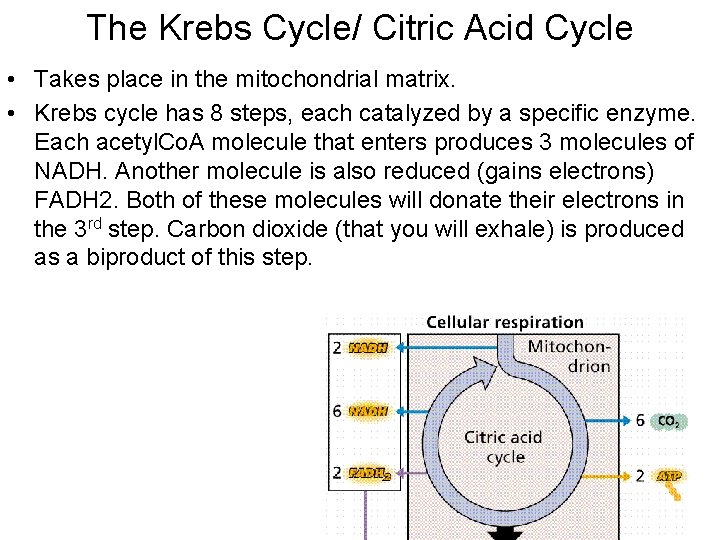 The Krebs Cycle/ Citric Acid Cycle • Takes place in the mitochondrial matrix. •