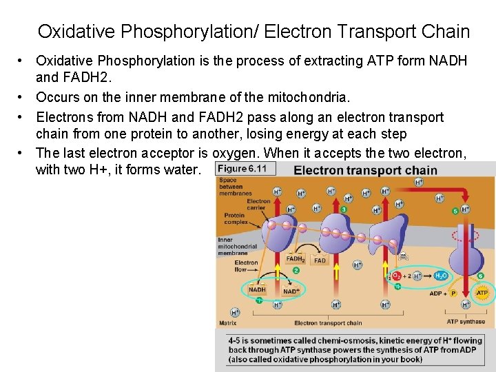 Oxidative Phosphorylation/ Electron Transport Chain • Oxidative Phosphorylation is the process of extracting ATP