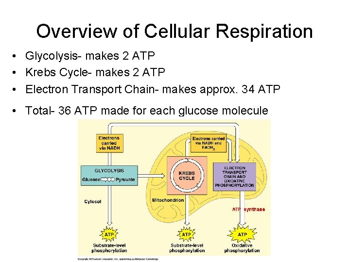 Overview of Cellular Respiration • Glycolysis- makes 2 ATP • Krebs Cycle- makes 2