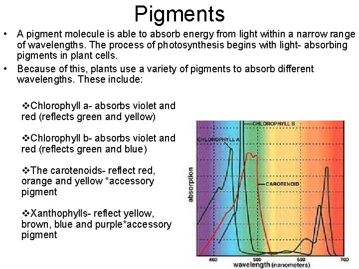 Pigments • A pigment molecule is able to absorb energy from light within a