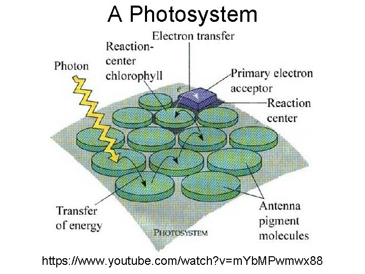 A Photosystem https: //www. youtube. com/watch? v=m. Yb. MPwmwx 88 A Photosystem https: //www. youtube. com/watch? v=m. Yb. MPwmwx 88
