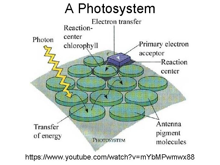 A Photosystem https: //www. youtube. com/watch? v=m. Yb. MPwmwx 88 