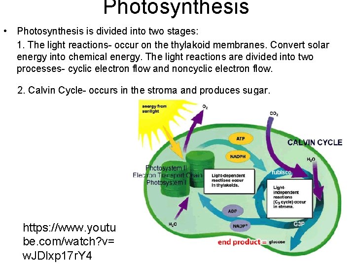 Photosynthesis • Photosynthesis is divided into two stages: 1. The light reactions- occur on
