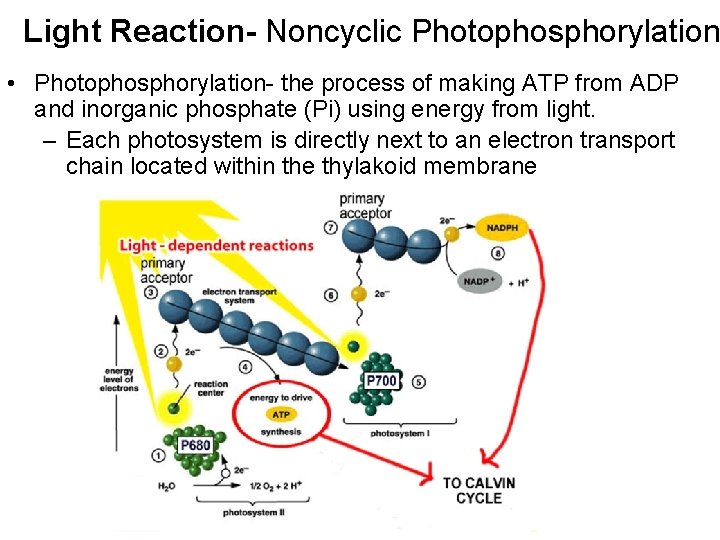 Light Reaction- Noncyclic Photophosphorylation • Photophosphorylation- the process of making ATP from ADP and