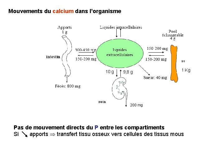 Mouvements du calcium dans l’organisme 10 g 9, 8 g 1 Kg 200 mg