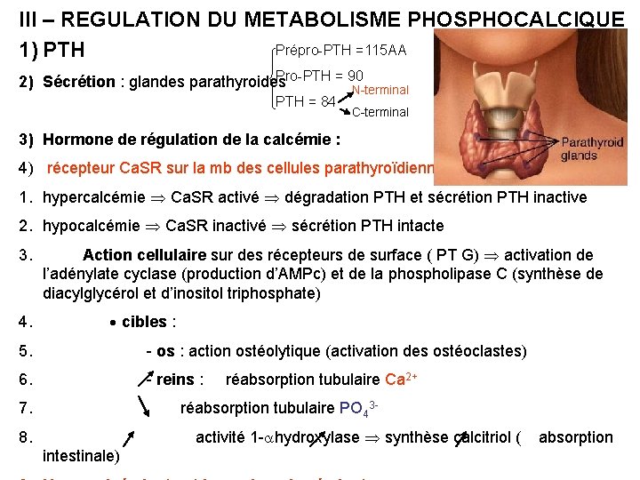 III – REGULATION DU METABOLISME PHOSPHOCALCIQUE Prépro-PTH =115 AA 1) PTH Pro-PTH = 90