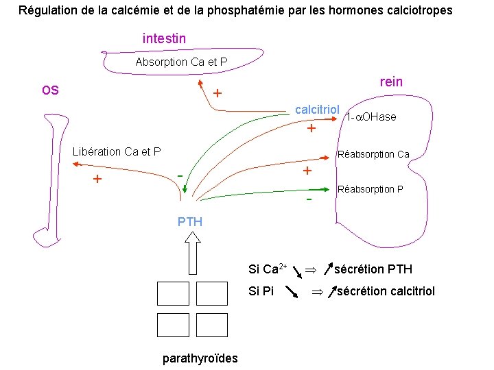 Régulation de la calcémie et de la phosphatémie par les hormones calciotropes intestin Absorption