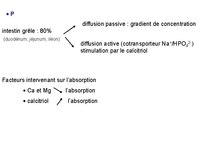  P diffusion passive : gradient de concentration intestin grêle : 80% (duodénum, jéjunum,