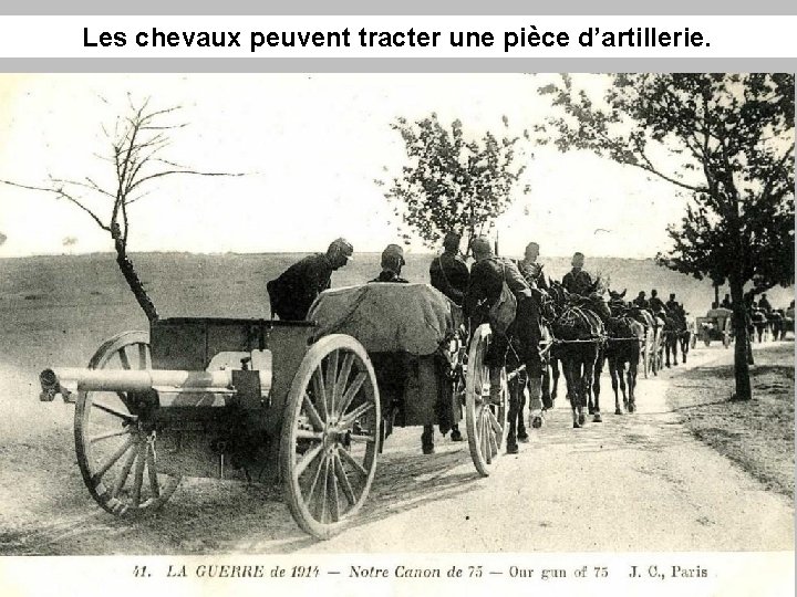 Les chevaux peuvent tracter une pièce d’artillerie. 