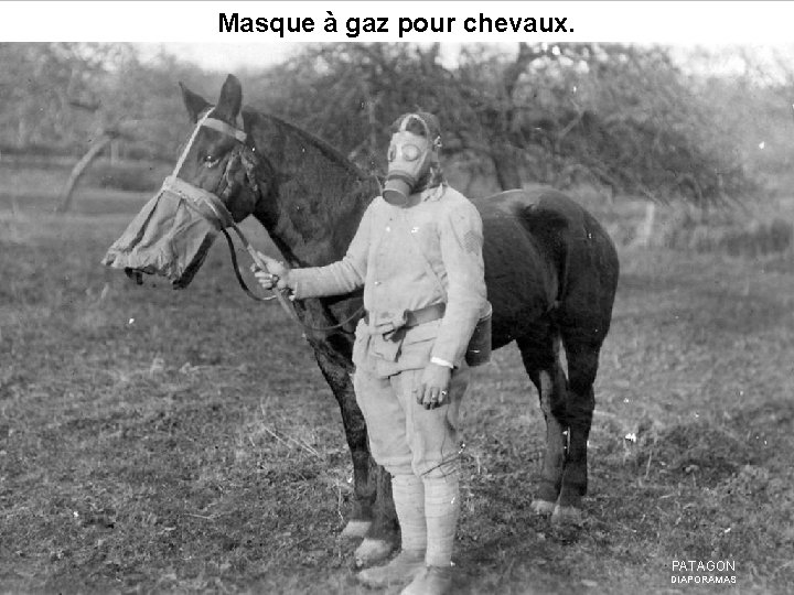Masque à gaz pour chevaux. PATAGON DIAPORAMAS 