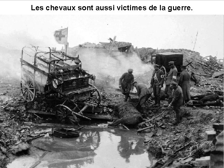 Les chevaux sont aussi victimes de la guerre. 