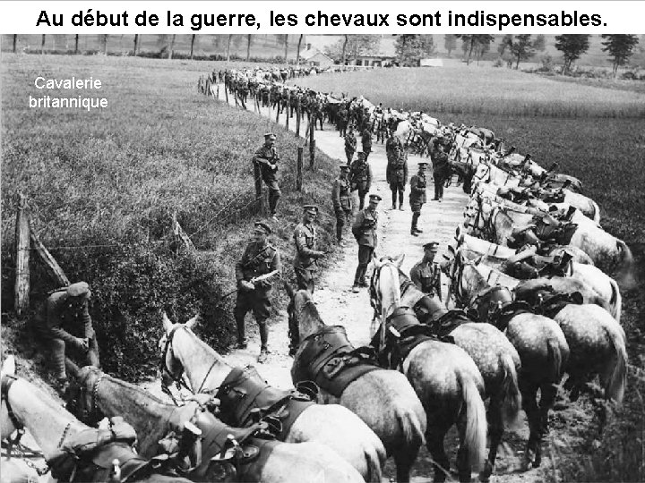 Au début de la guerre, les chevaux sont indispensables. Cavalerie britannique 