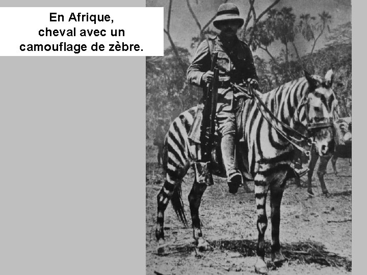 En Afrique, cheval avec un camouflage de zèbre. 