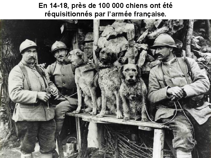 En 14 -18, près de 100 000 chiens ont été réquisitionnés par l’armée française.