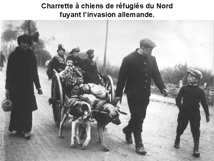 Charrette à chiens de réfugiés du Nord fuyant l’invasion allemande. 