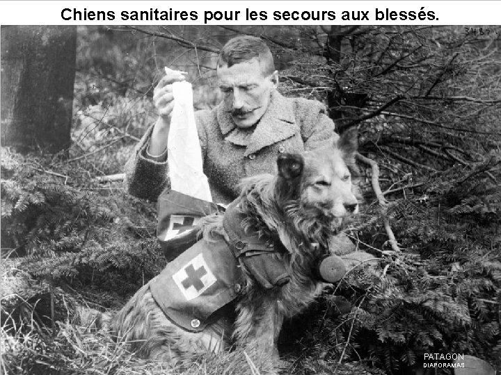 Chiens sanitaires pour les secours aux blessés. PATAGON DIAPORAMAS 