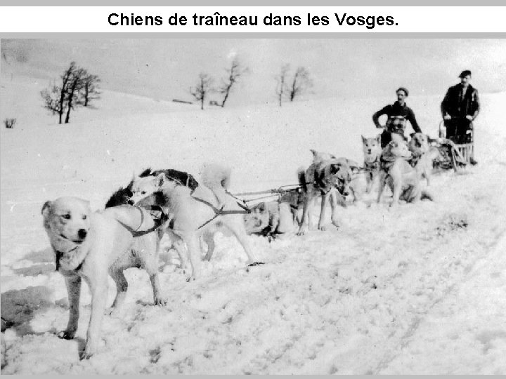 Chiens de traîneau dans les Vosges. 