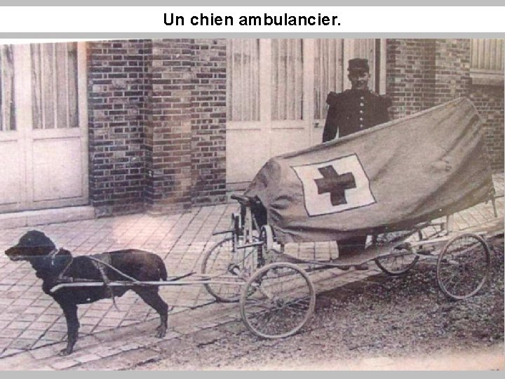 Un chien ambulancier. 