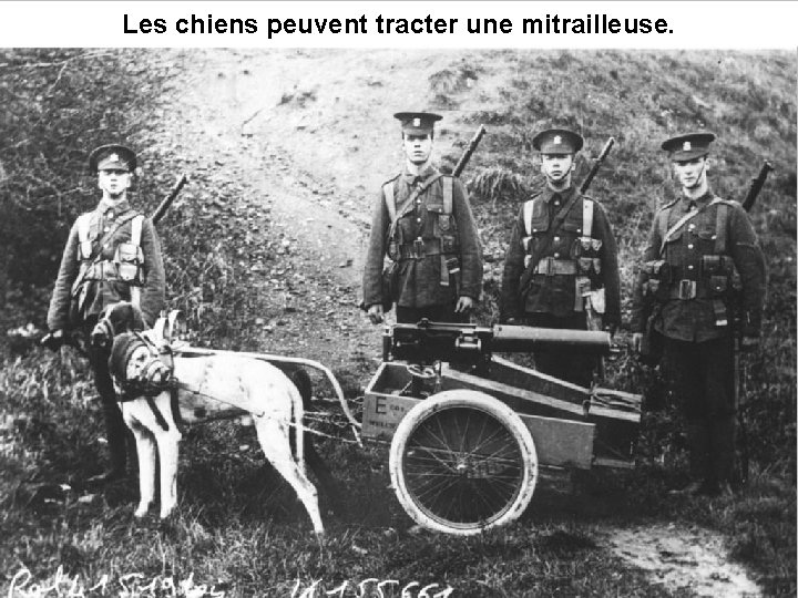 Les chiens peuvent tracter une mitrailleuse. 