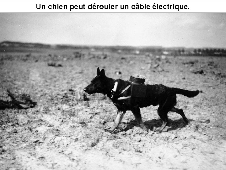 Un chien peut dérouler un câble électrique. 
