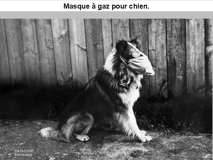 Masque à gaz pour chien. PATAGON DIAPORAMAS 