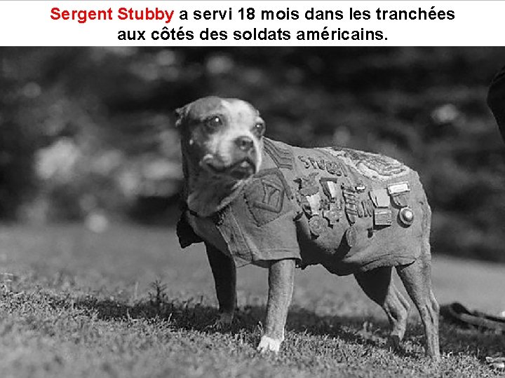 Sergent Stubby a servi 18 mois dans les tranchées Sergent Stubby aux côtés des