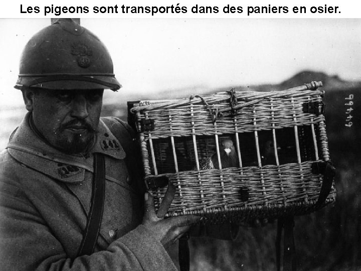 Les pigeons sont transportés dans des paniers en osier. 