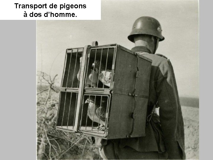 Transport de pigeons à dos d’homme. 