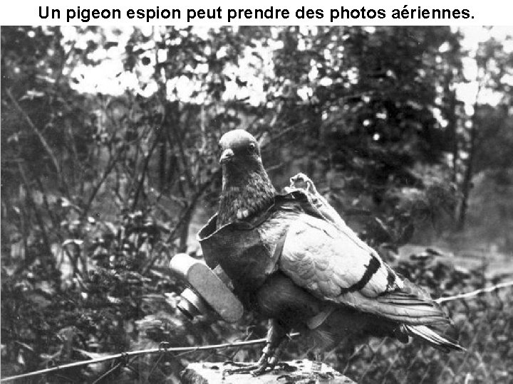 Un pigeon espion peut prendre des photos aériennes. 