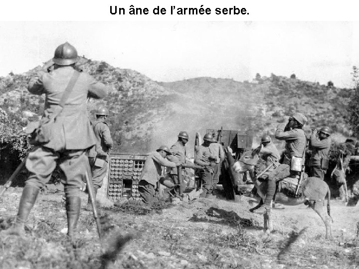 Un âne de l’armée serbe. 