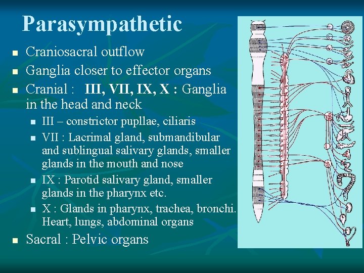 Parasympathetic n n n Craniosacral outflow Ganglia closer to effector organs Cranial : III,