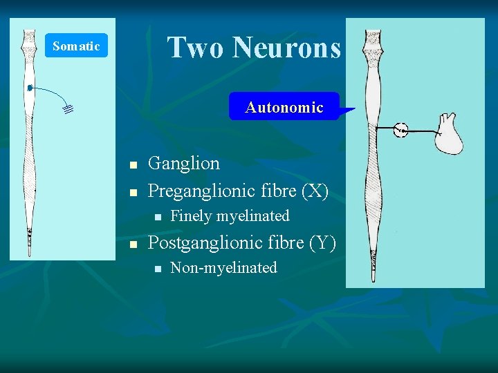 Two Neurons Somatic Autonomic n n Ganglion Preganglionic fibre (X) n n Finely myelinated