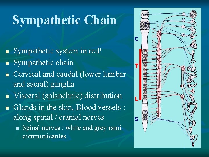 Sympathetic Chain C n n n Sympathetic system in red! Sympathetic chain Cervical and