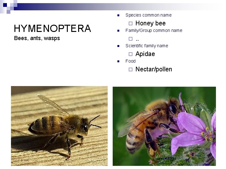 n HYMENOPTERA Species common name ¨ n Bees, ants, wasps Family/Group common name ¨