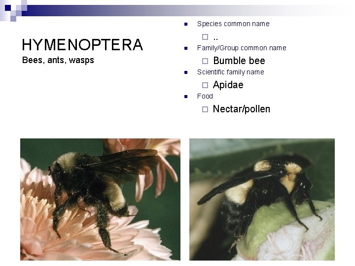 n HYMENOPTERA Species common name ¨ n Bees, ants, wasps Family/Group common name ¨
