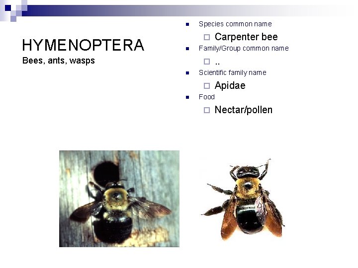 n HYMENOPTERA Species common name ¨ n Bees, ants, wasps Family/Group common name ¨