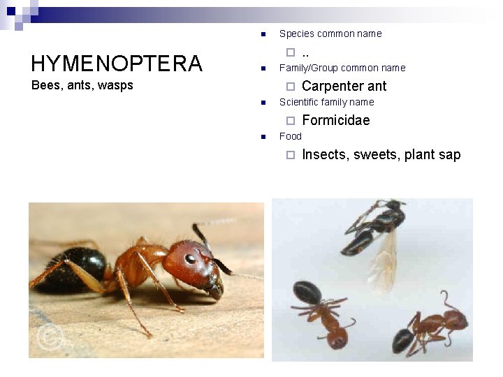 n HYMENOPTERA Species common name ¨ n Bees, ants, wasps Family/Group common name ¨