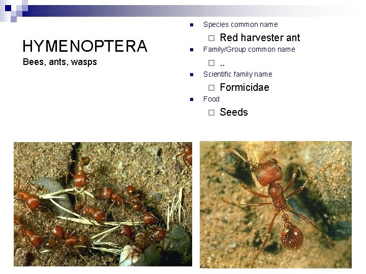 n HYMENOPTERA Species common name ¨ n Bees, ants, wasps Family/Group common name ¨