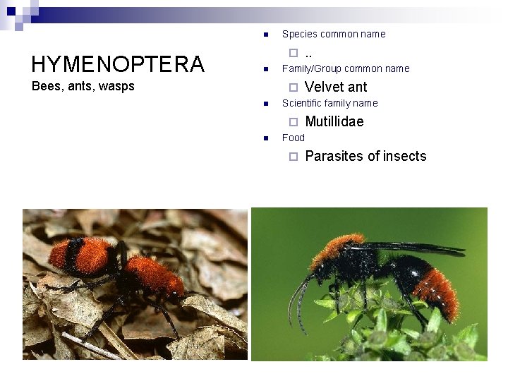n HYMENOPTERA Species common name ¨ n Bees, ants, wasps Family/Group common name ¨
