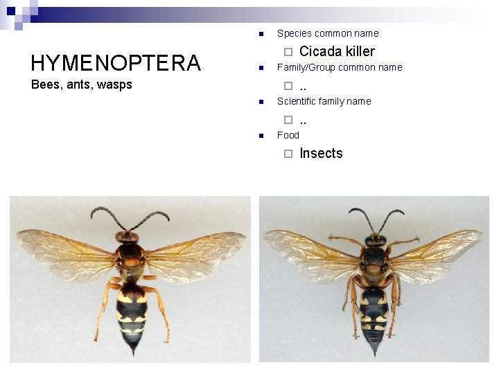 n HYMENOPTERA Species common name ¨ n Bees, ants, wasps Family/Group common name ¨