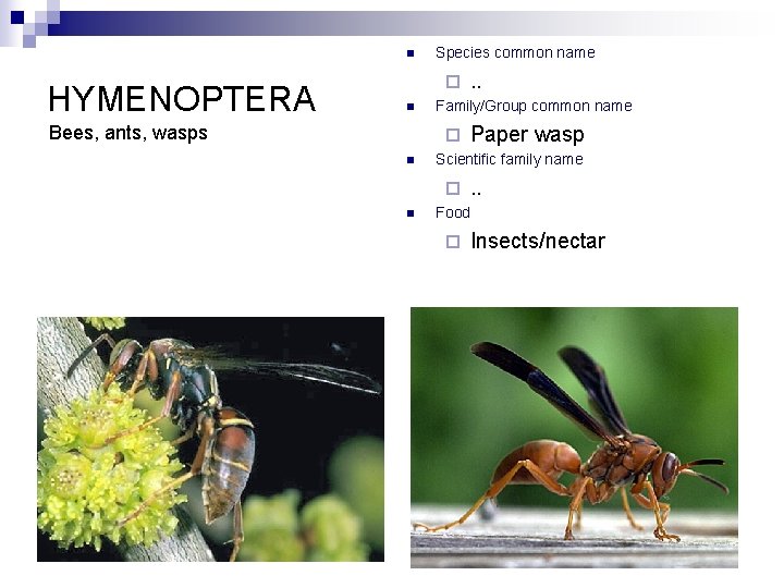 n HYMENOPTERA Species common name ¨ n Bees, ants, wasps Family/Group common name ¨